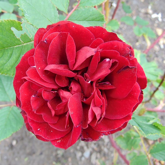 Роза кустовая Хоуп фо Хьюманити